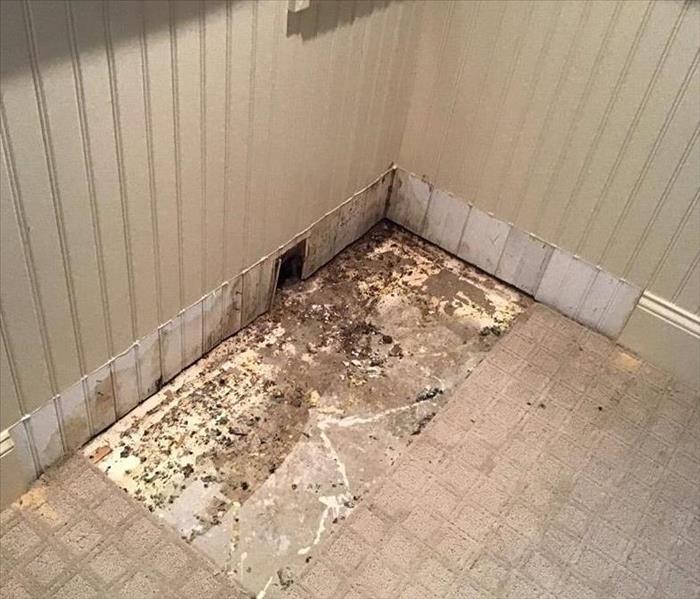 Mold on the floor of a room in the corner with white walls and white tile floor.