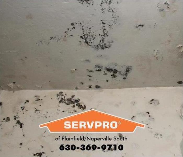 Mold Problem in Plainfield?