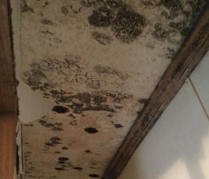 Black mold spots on a white ceiling in a closet with wood trim. 
