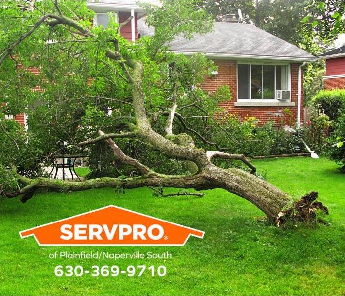 A fallen tree is shown in a residential area. 